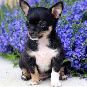 ISO xs male puppy clothes and accessories 🐶